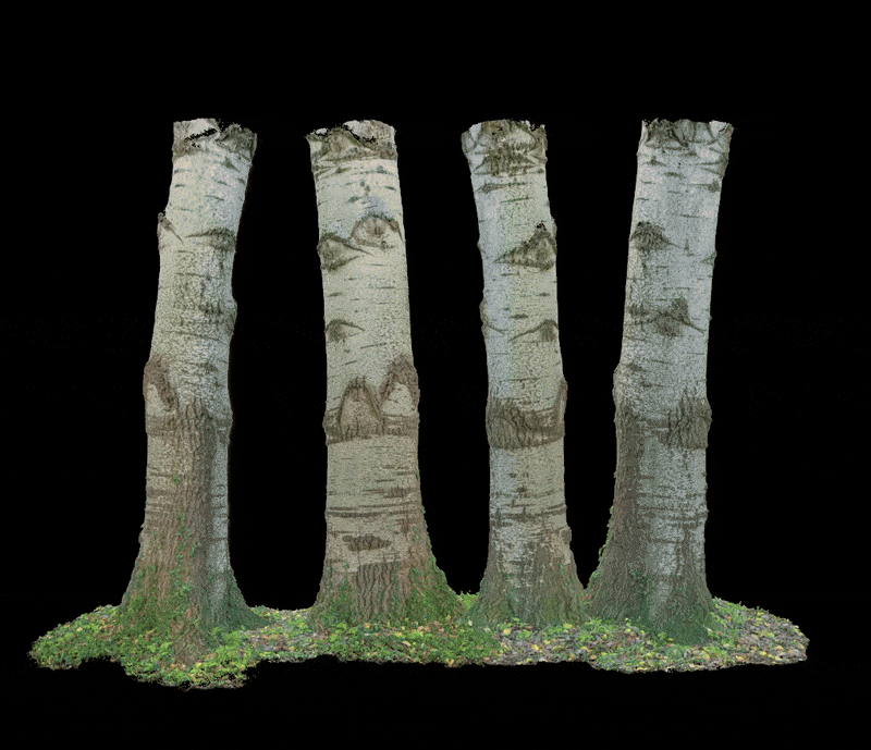 Scan mesh being de-lit and re-textured for foliage production