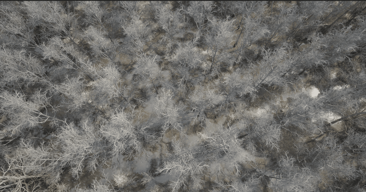 Coolant dense procedural forest canopy for real-time foliage