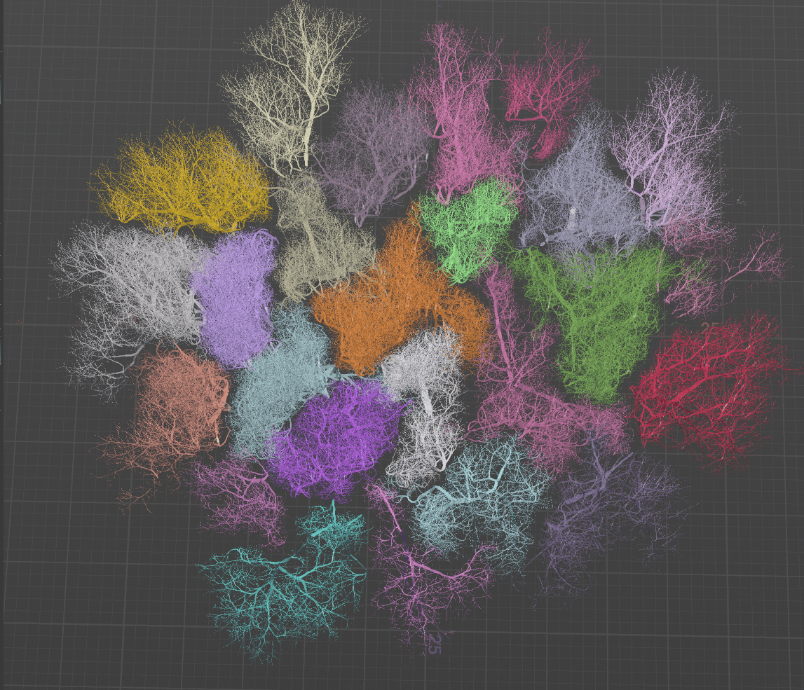 Crown shyness pattern in a simulated forest